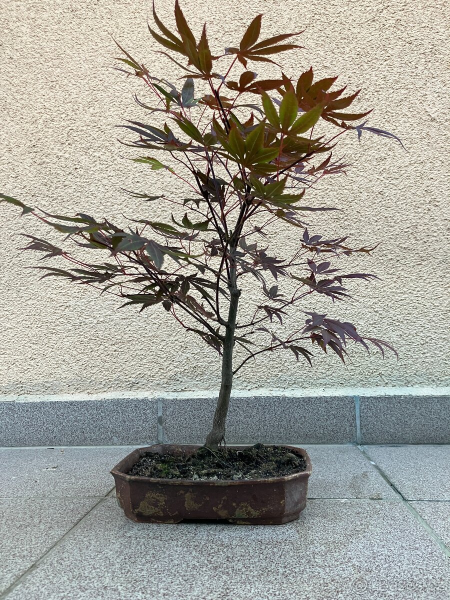 Bonsai, Bonsaj, japonský javor - 4