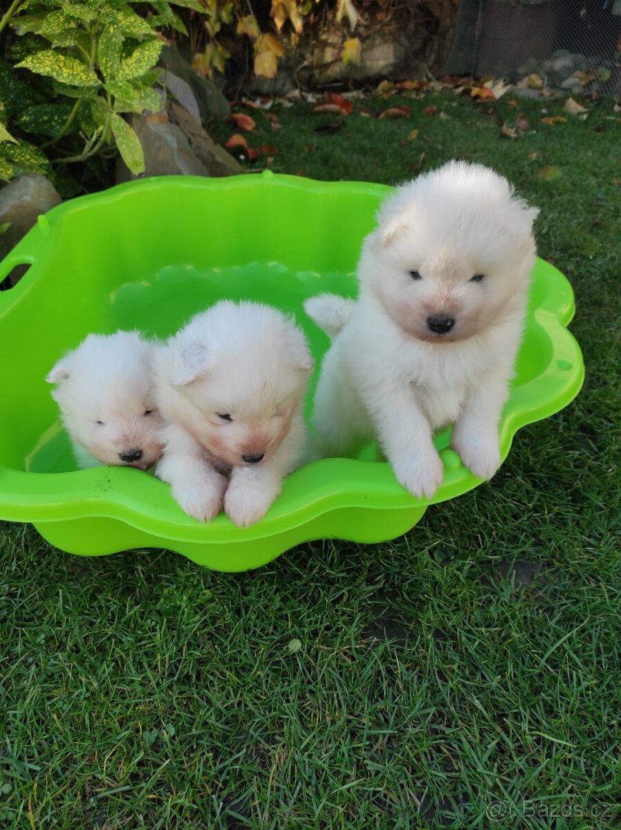 Samojed štěňata - 4