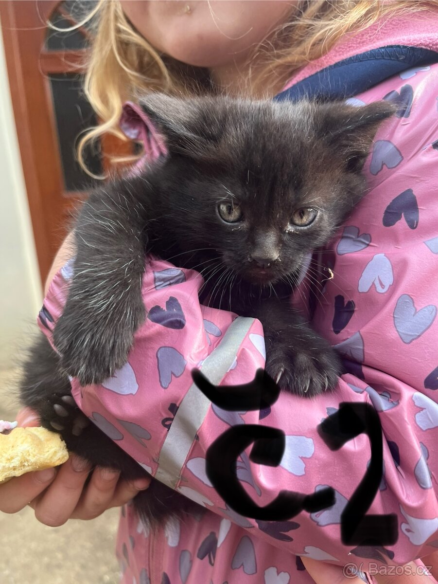 DARUJI koťátka - 4