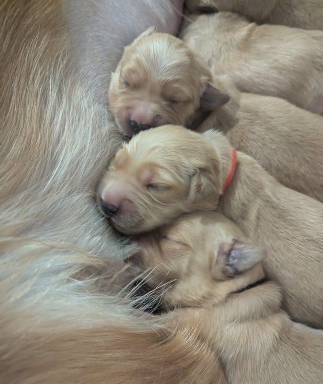 Zlatý retrívr štěňata bez PP - 4