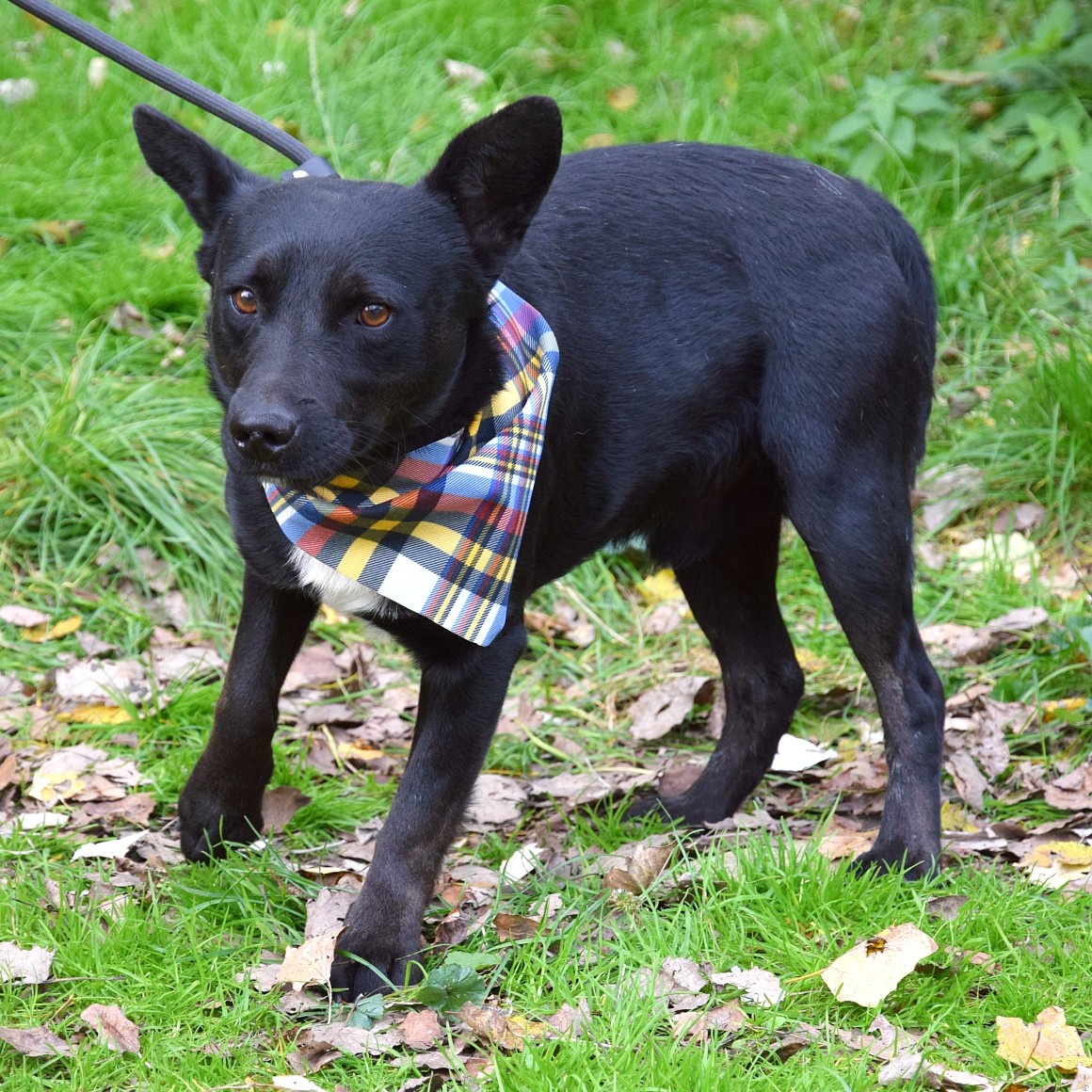 🐾 Hoopy – plachý psí hrdina s velkým srdcem 🐾 - 4