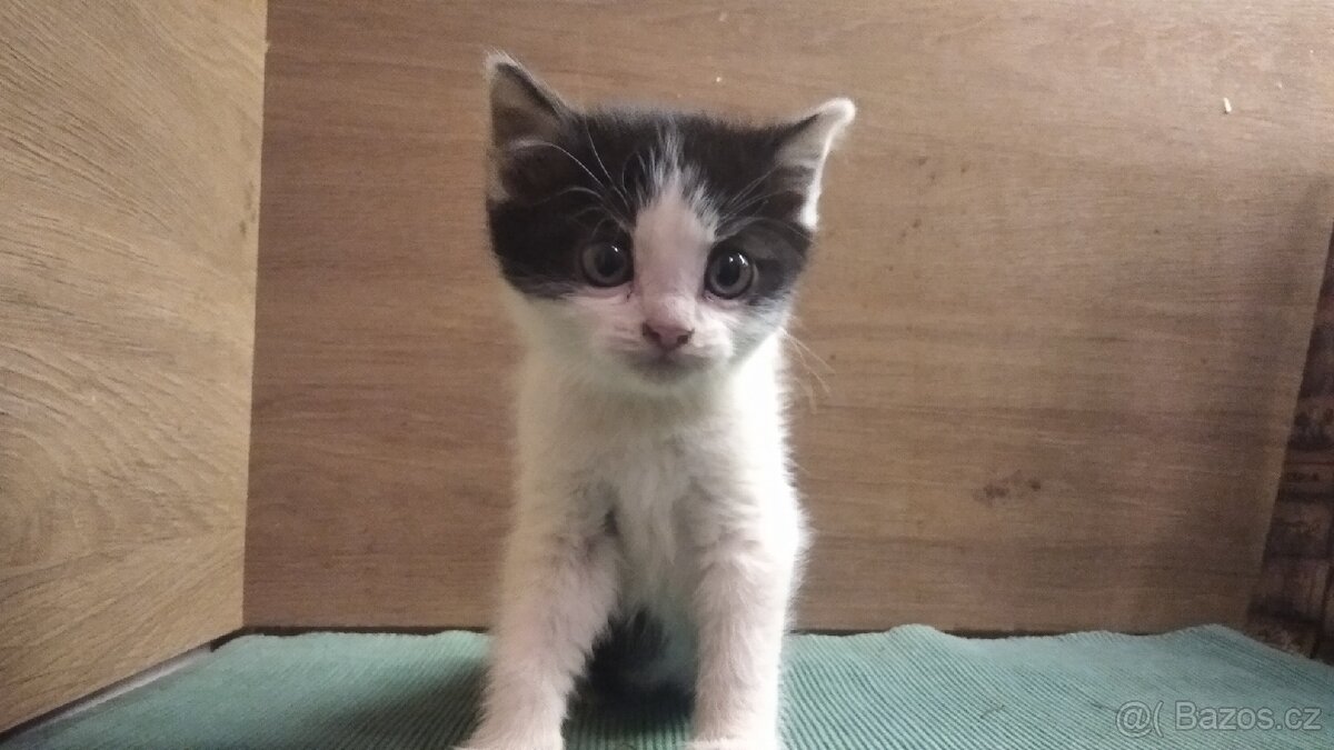 Darují kotě - 4
