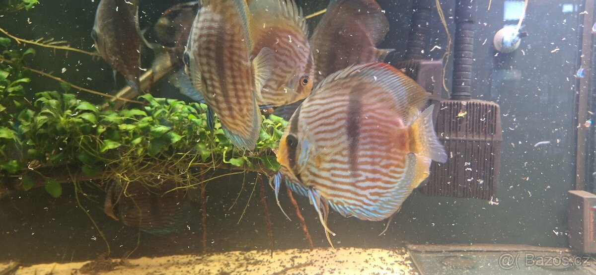 ‼️🔥Wild Nhamunda Heckel🔥‼️ - 4