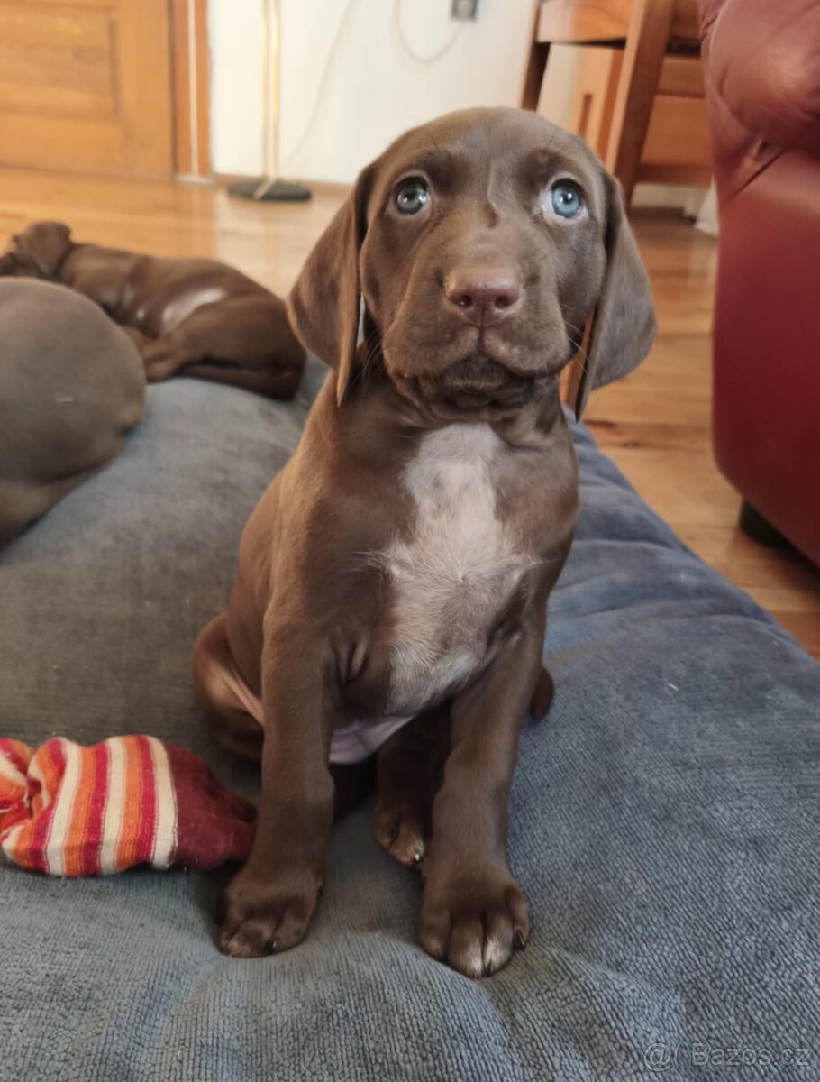 Krásná stenata - 4