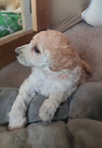 Pudl velký bílý - 4