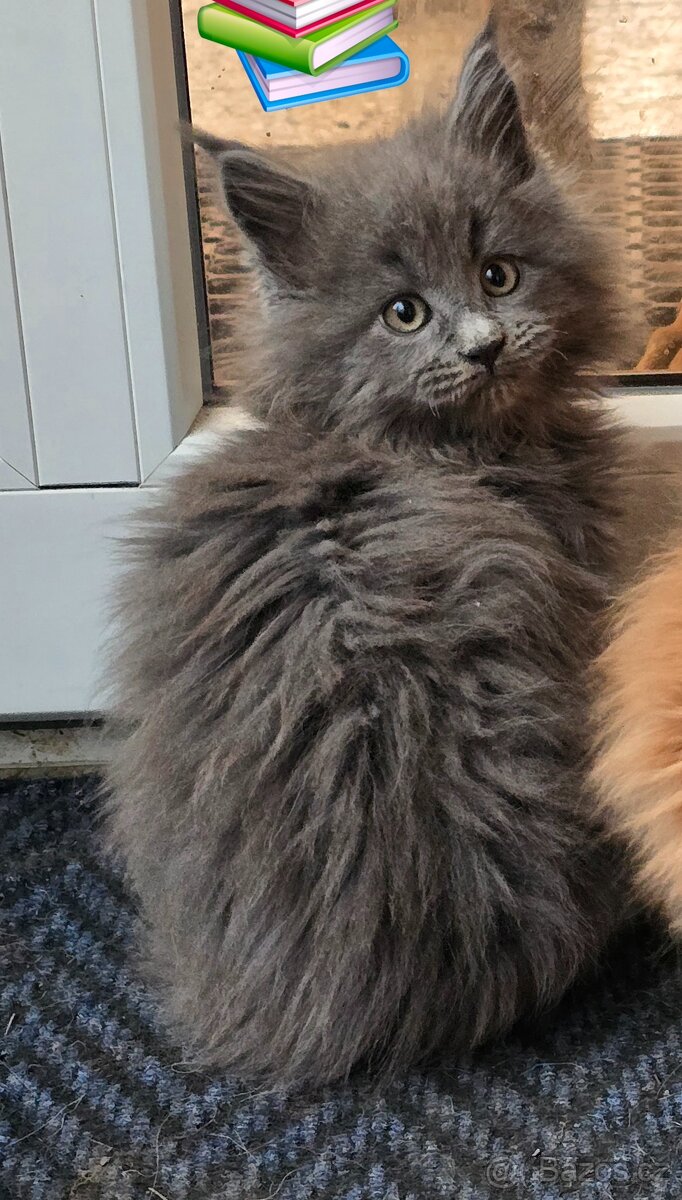 Mainská mývalí - 4