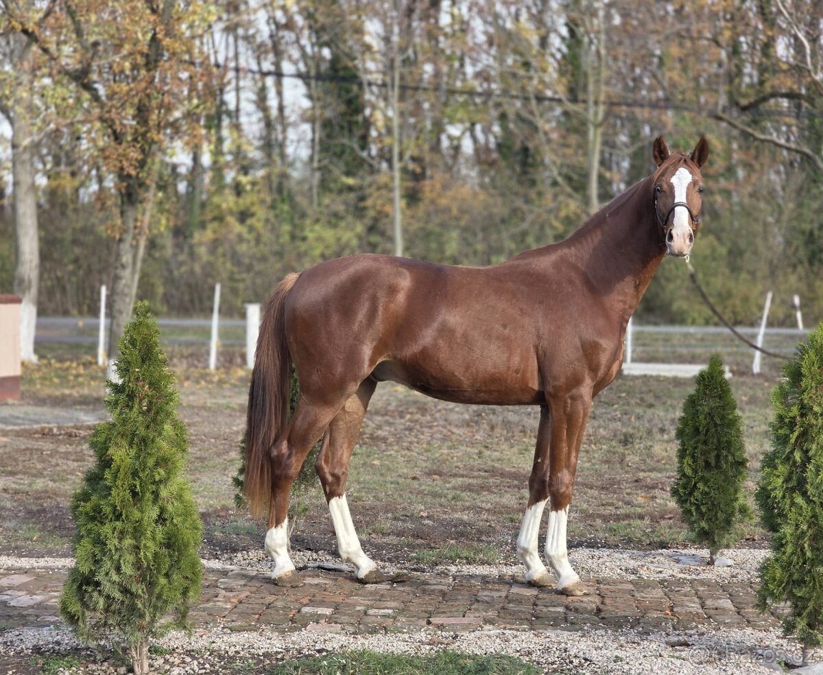 krásný mladý hřebec. - 4