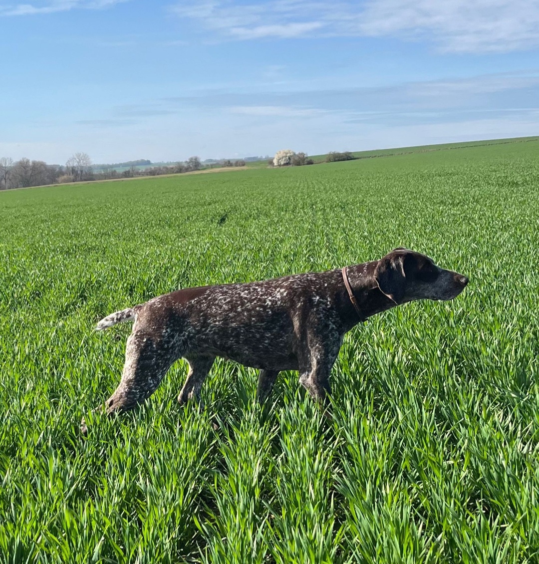 Fena NKO (Německý krátkosrstý ohař) - 4