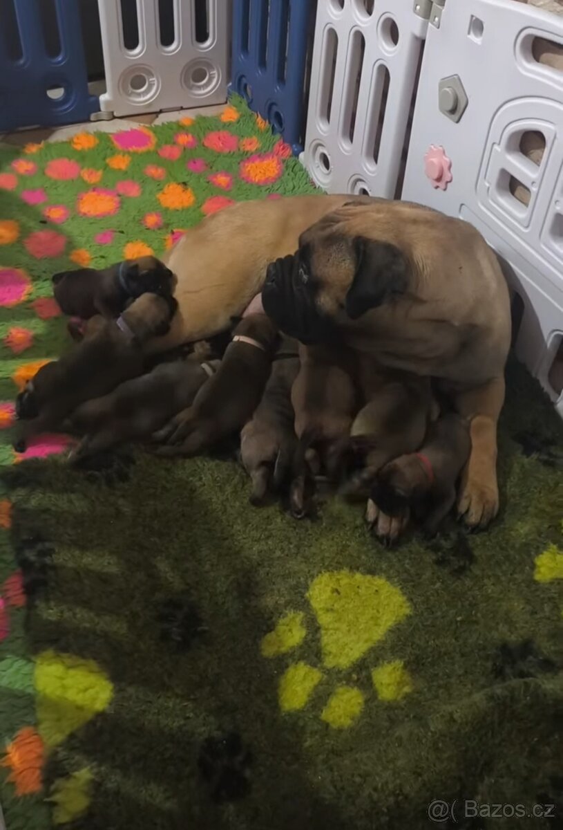 Bulmastif/ Bullmastiff s PP - 4