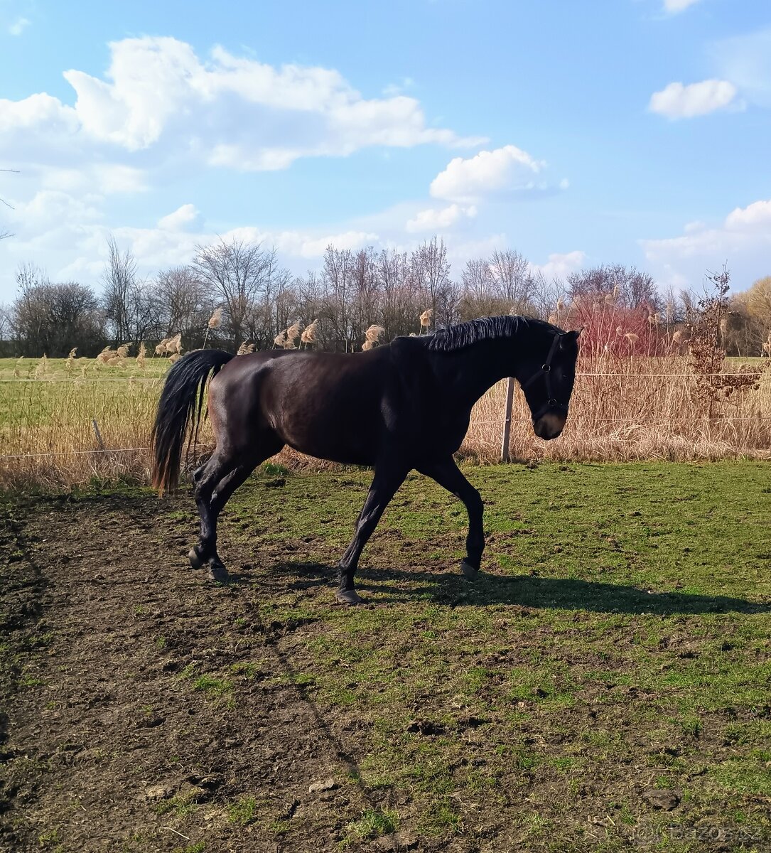 Čtyřletý valach - 4