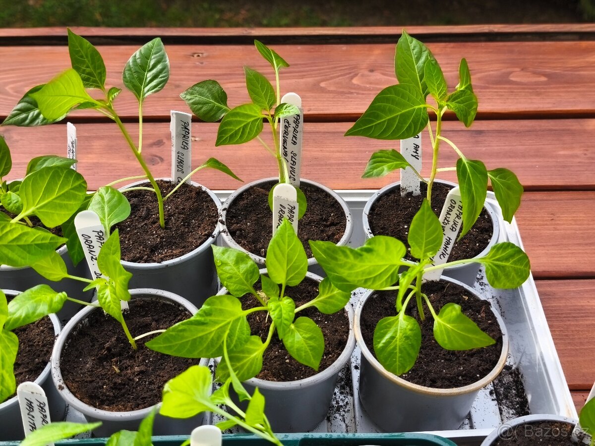 Sazenice paprik - 4