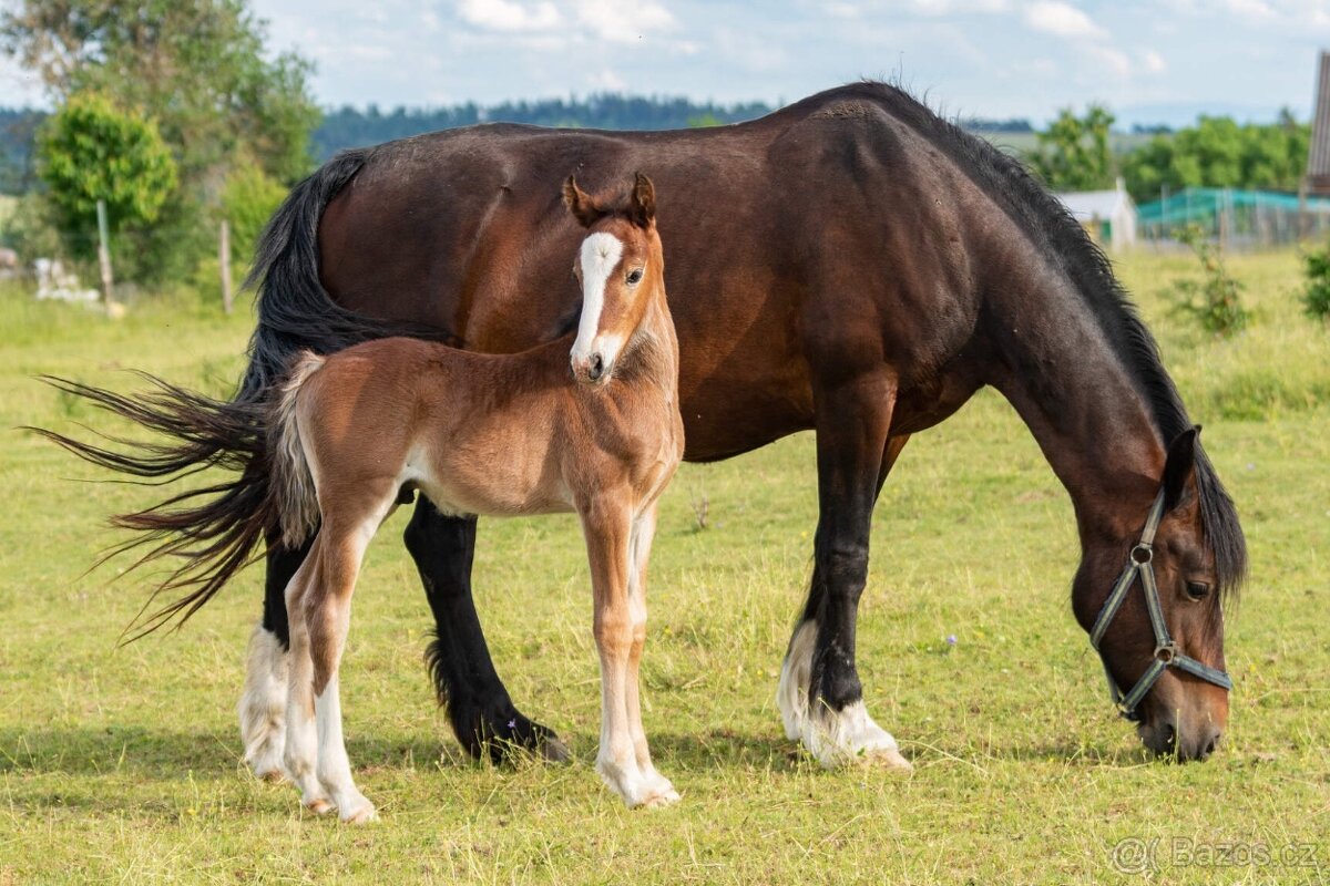 Welsh cob klisna - 4