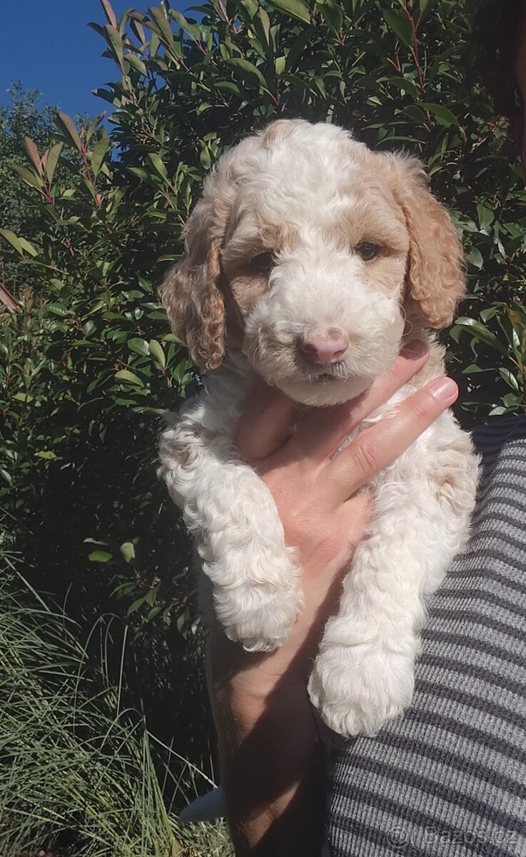 Goldendoodle f1b - 4