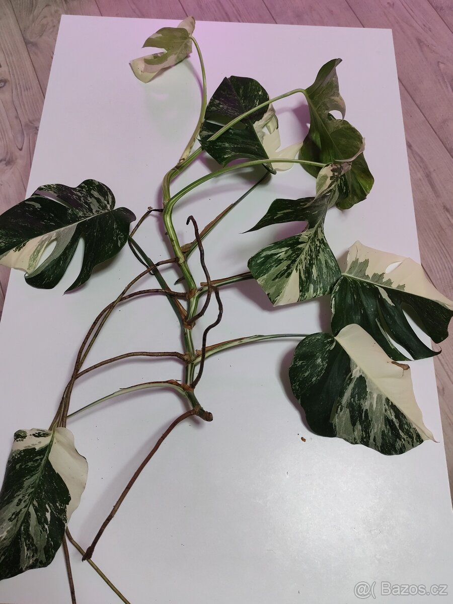 Monstera albo - 4