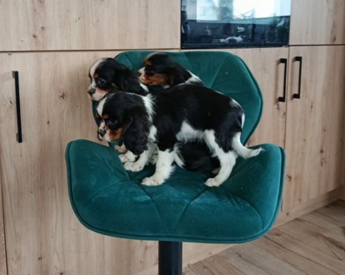 Kavalír King Charles Španěl štěňata FENKA - 4