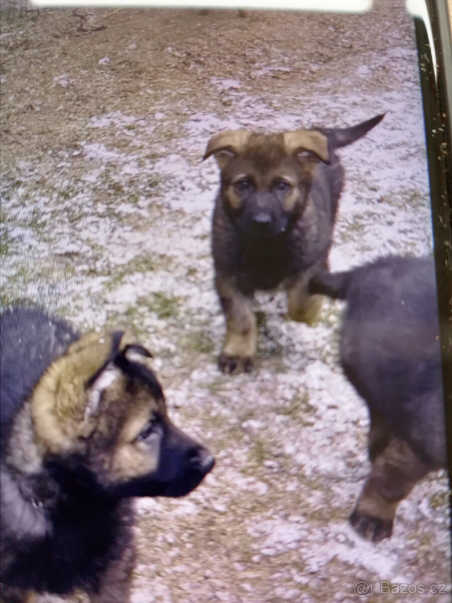 Německý ovčák - 4