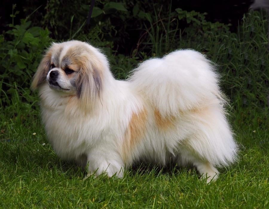 Tibetský španěl - 4