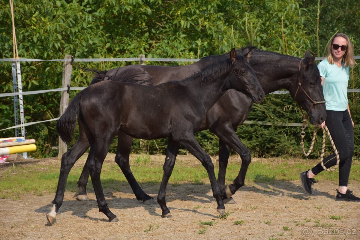 Lusitano černý hřebeček 2025 - 4