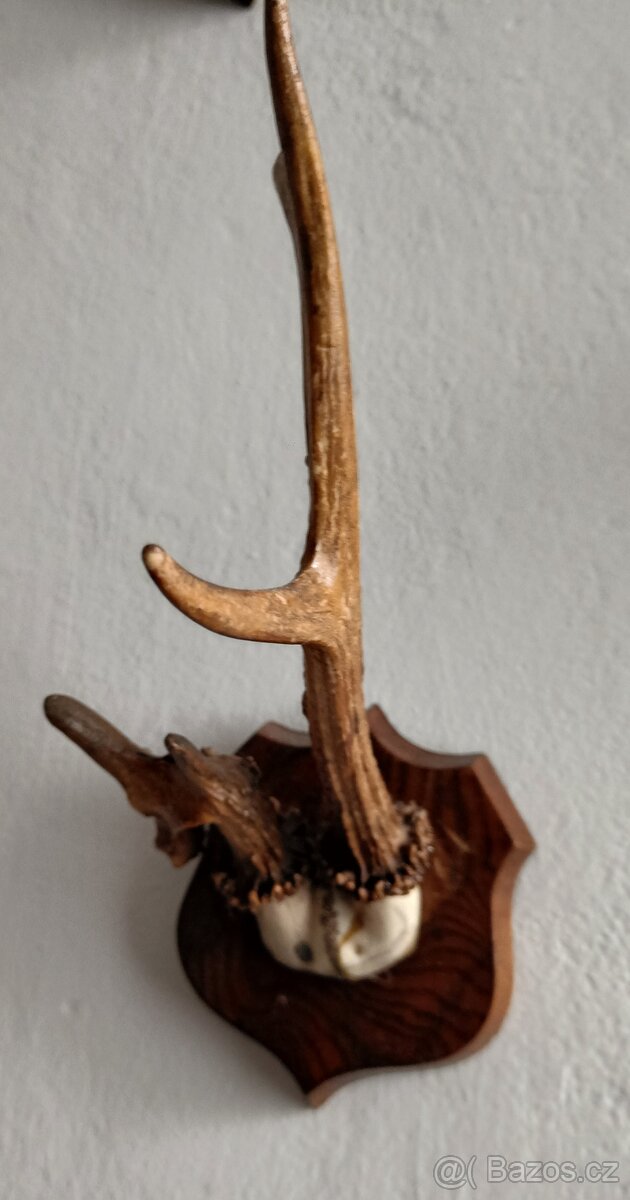 Prodám paroží - 4