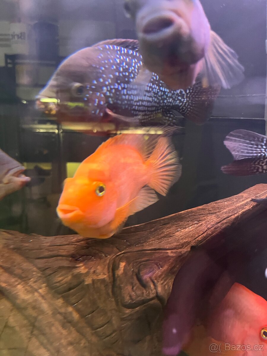 Cichlida papouščí 20-25cm - 4