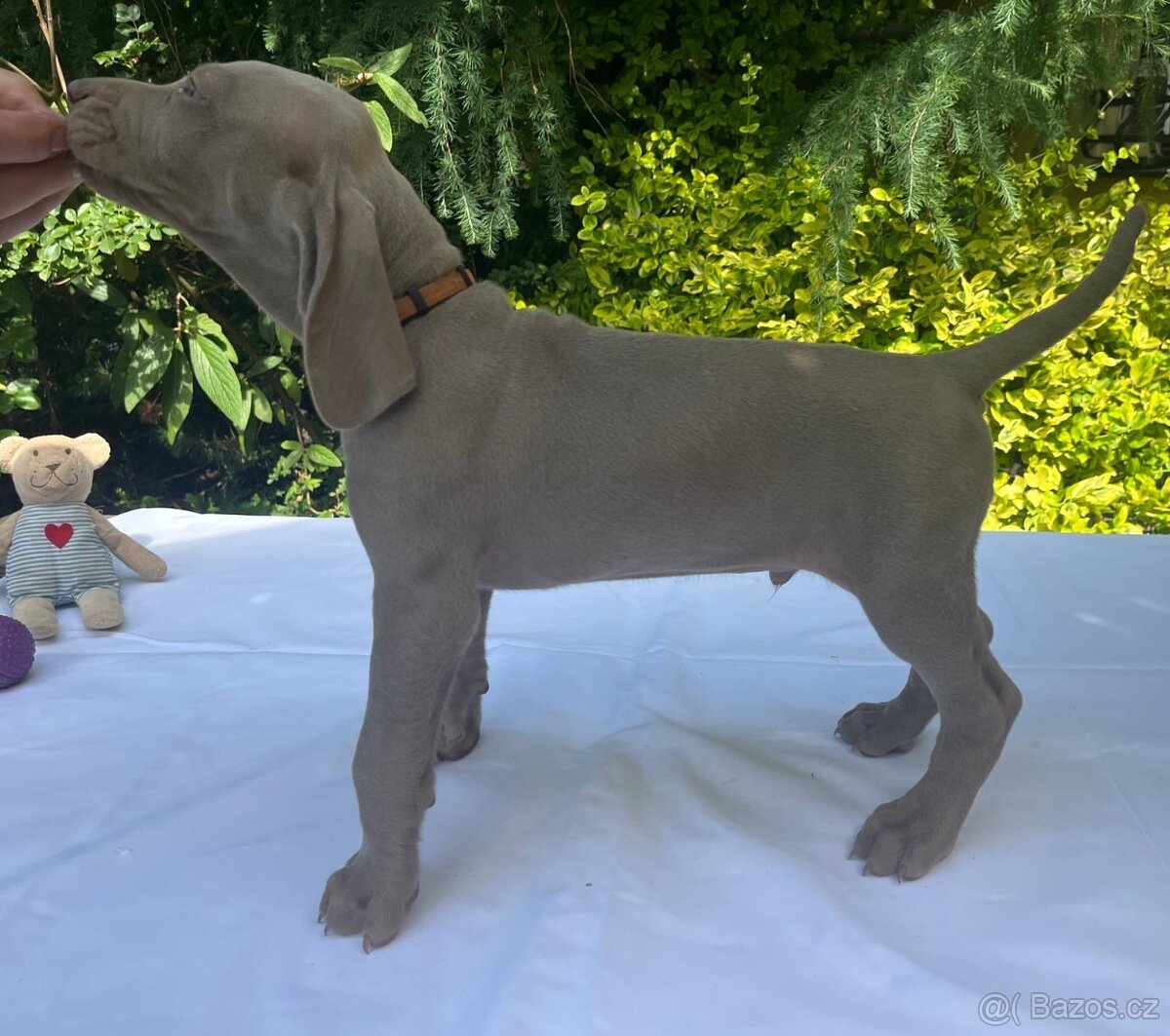 Výmarský ohař - štěňátka s PP - 4
