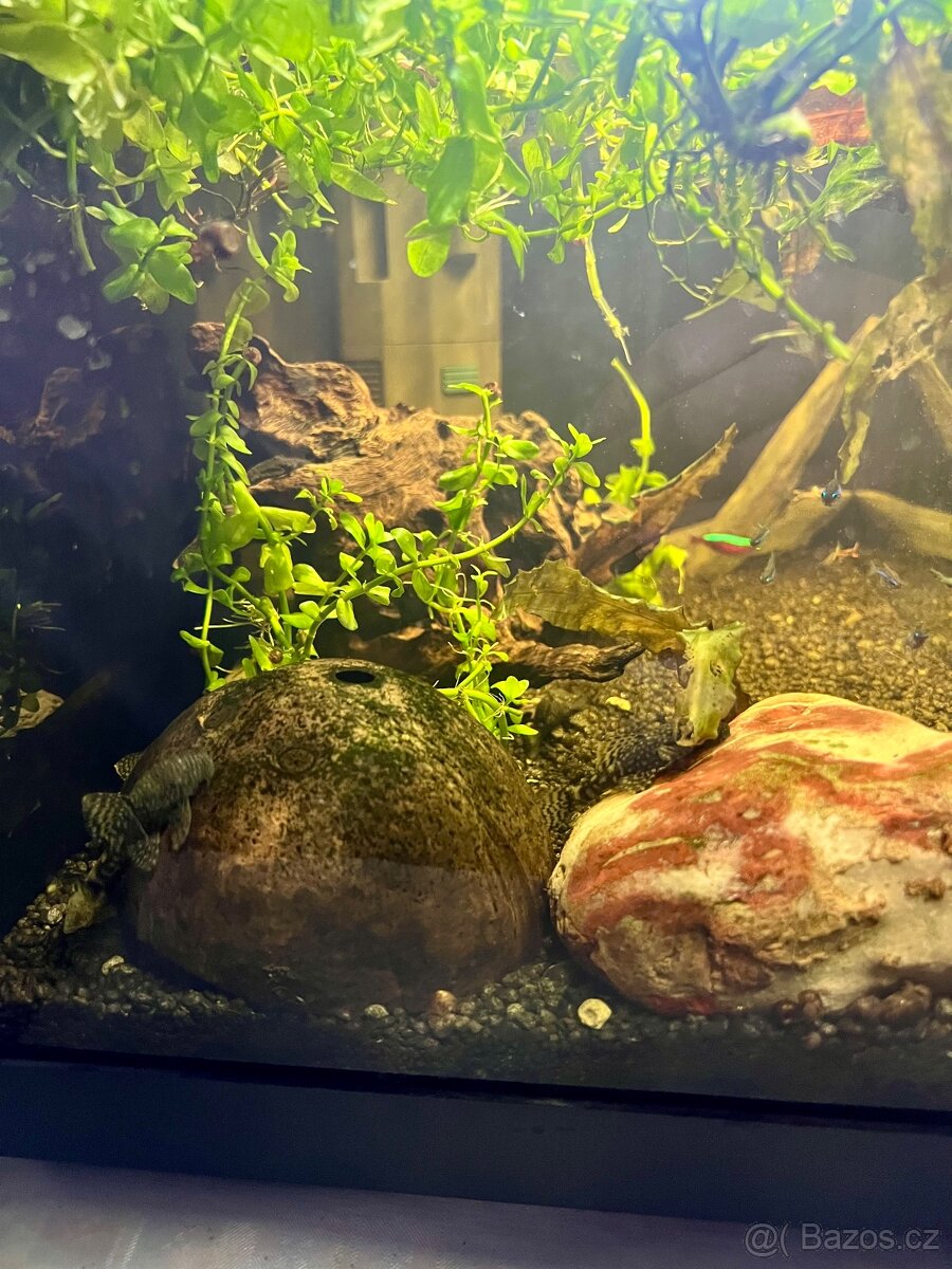 Akvárium INVITAL 60L. S rybičkama a filtrem Oase Bioplus 100 - 4