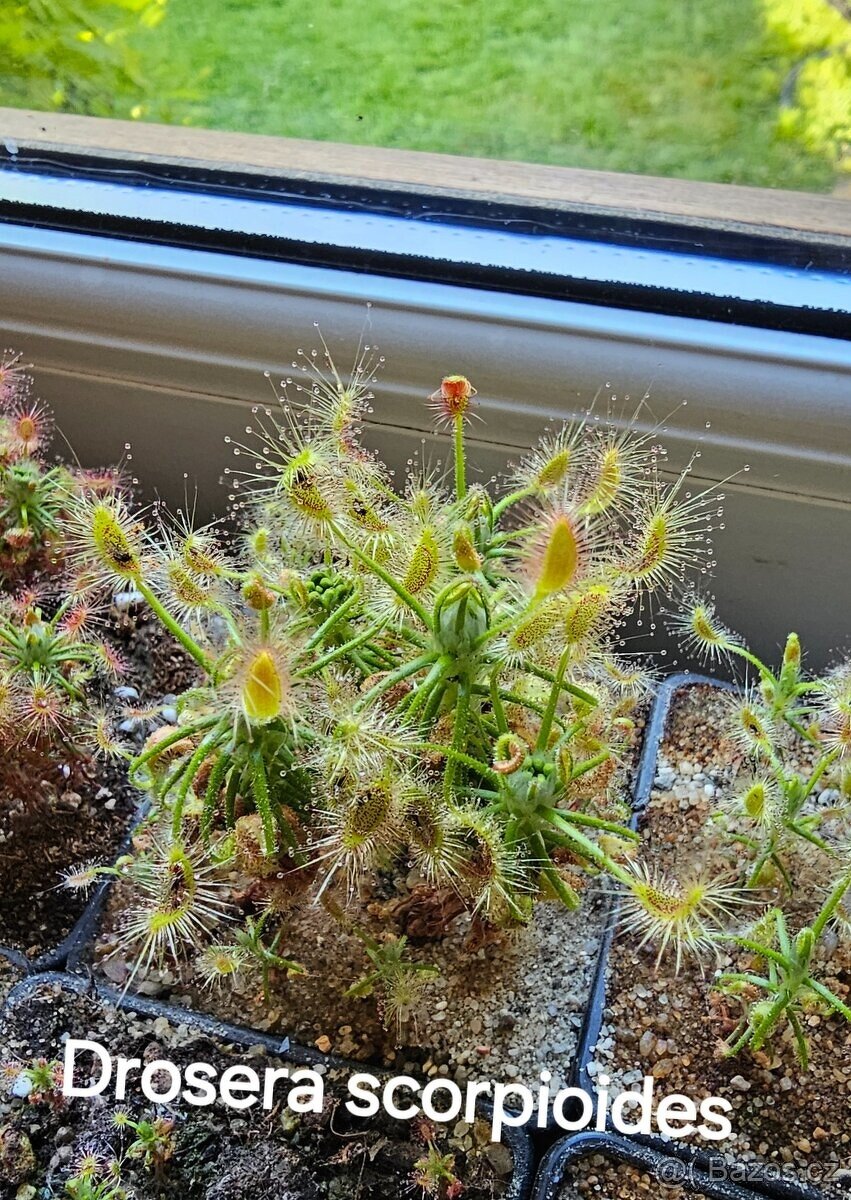 Masožravé trpasličí rosnatky - 4