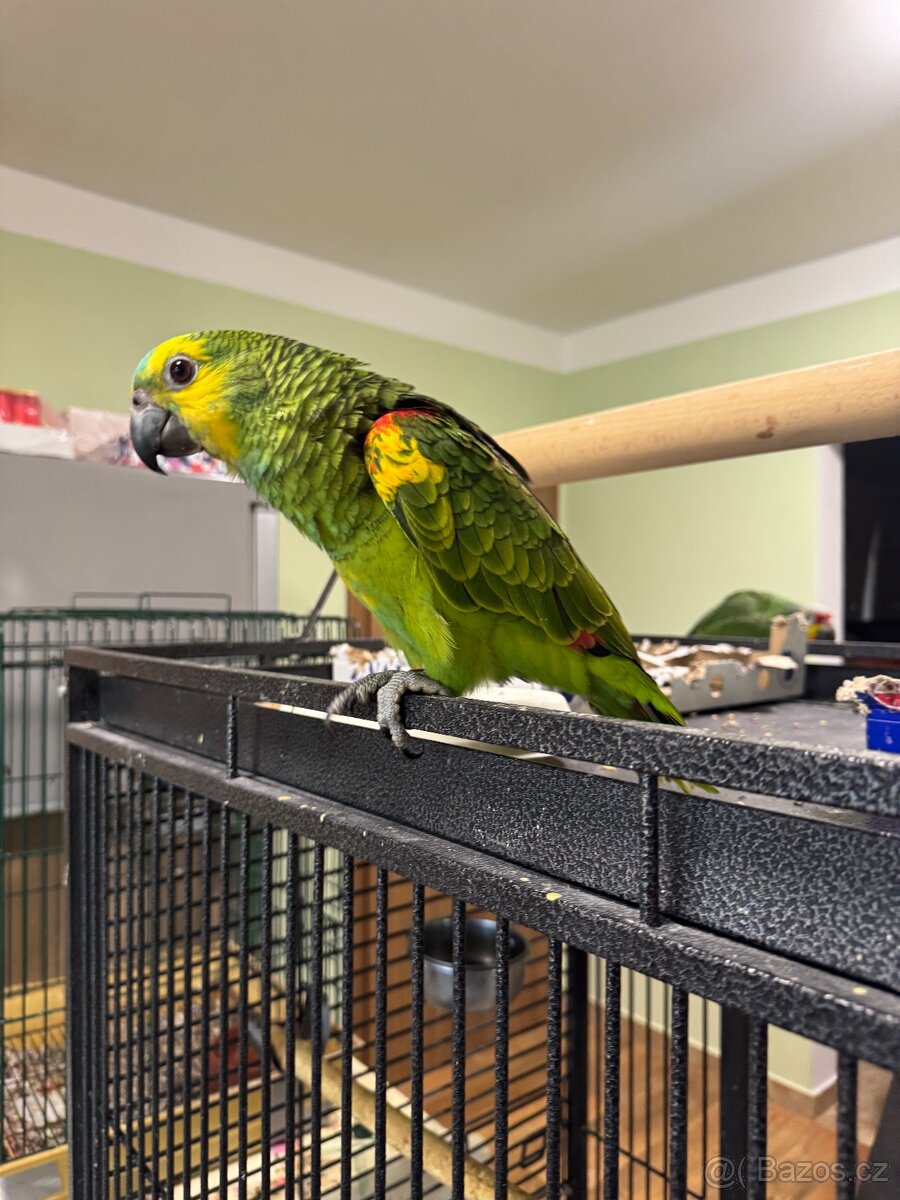 Úplne krotký papoušek Amazoňan modročelý xantopterix - 4