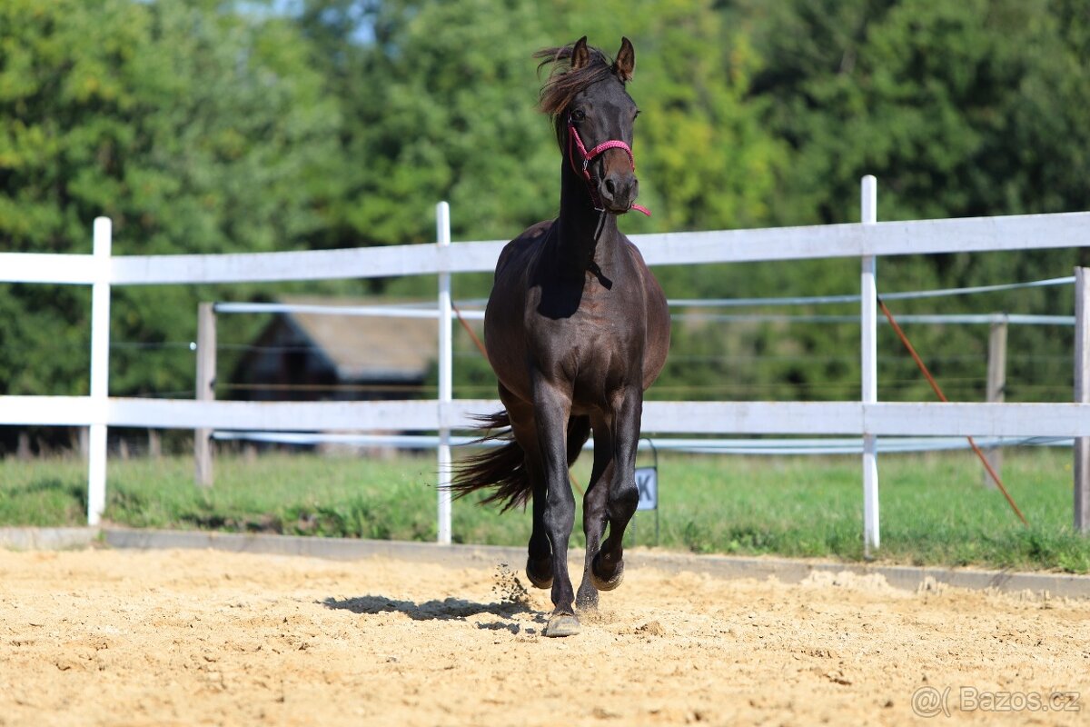 ______Valášek Barock pinto - Frís___ - 4