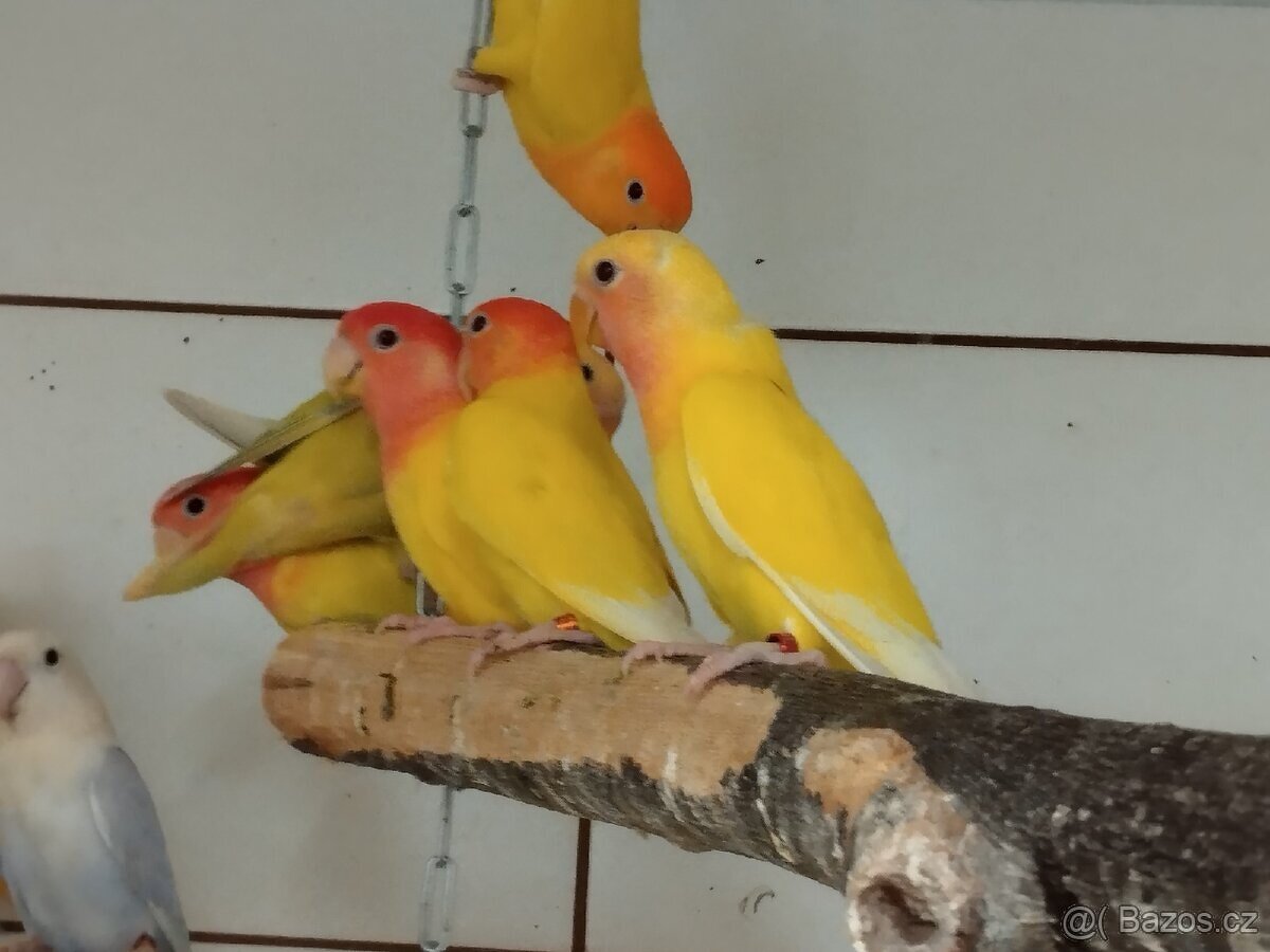 Agapornis růžohrdlý opalín - 4