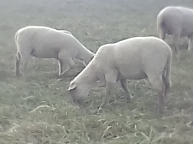 Letošní jehnice - 4