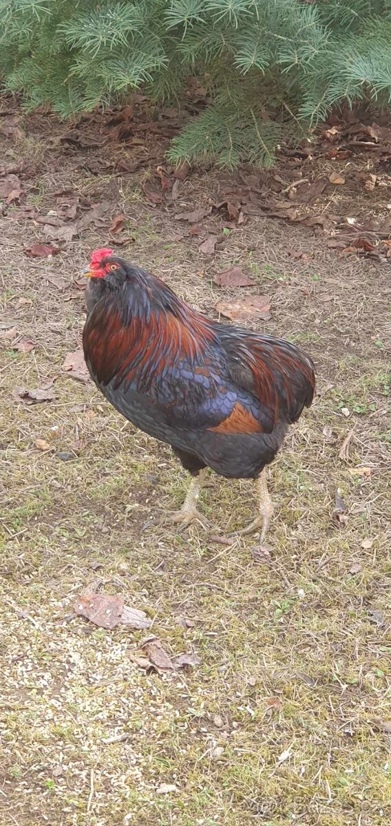 Kohout araukana - 4