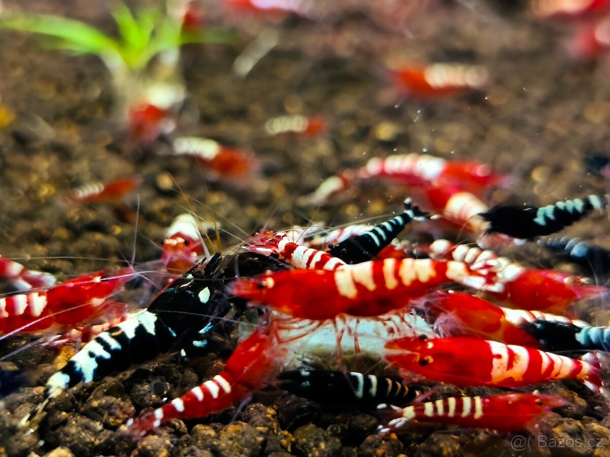 Krevetky - Caridina - 4