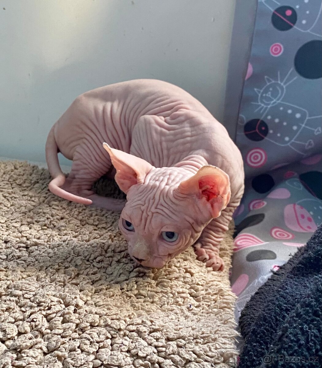 Kanadský sphynx s průkazem původu - 4