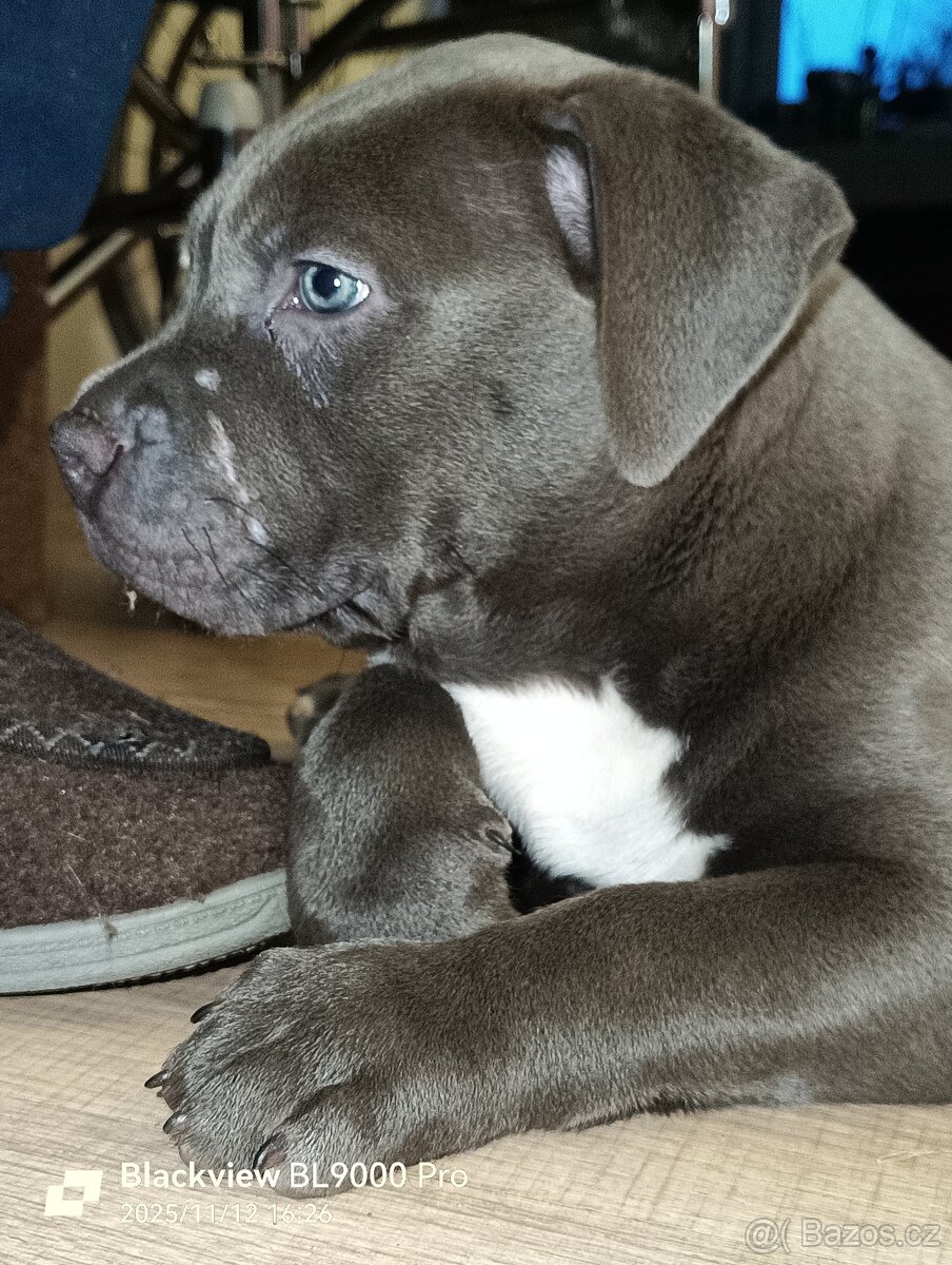 American Bully XL - 4