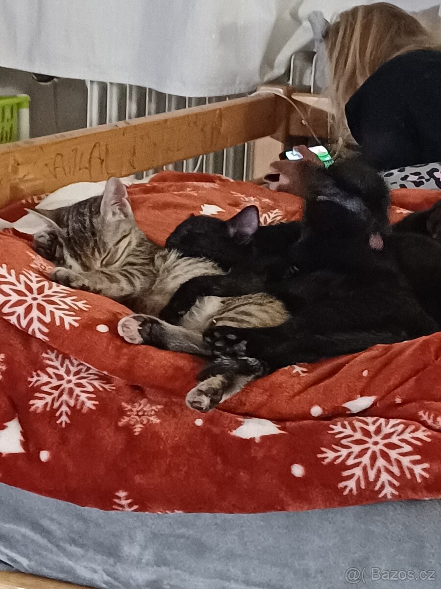 Daruji koťe - 4
