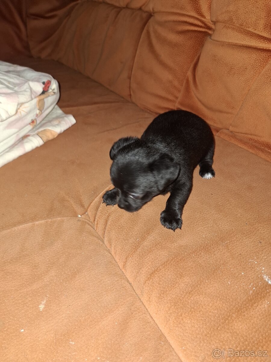 Čivava krátkosrstá - 4