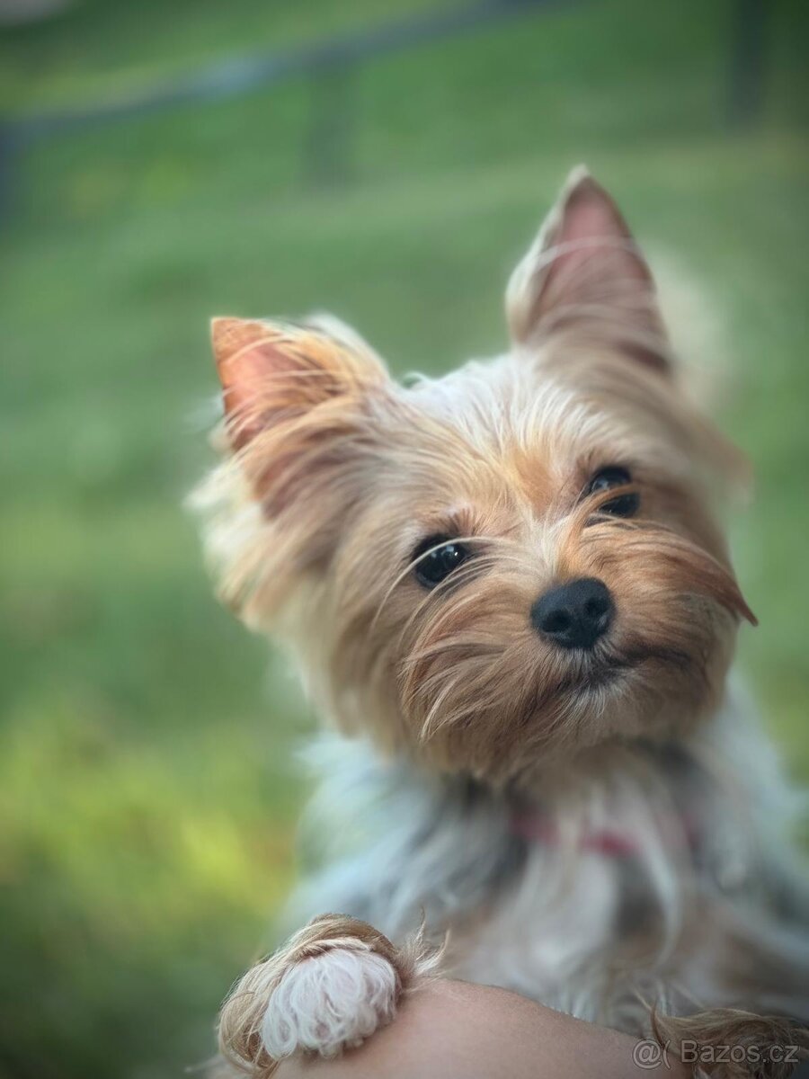 Jorkšírský teriér - 4