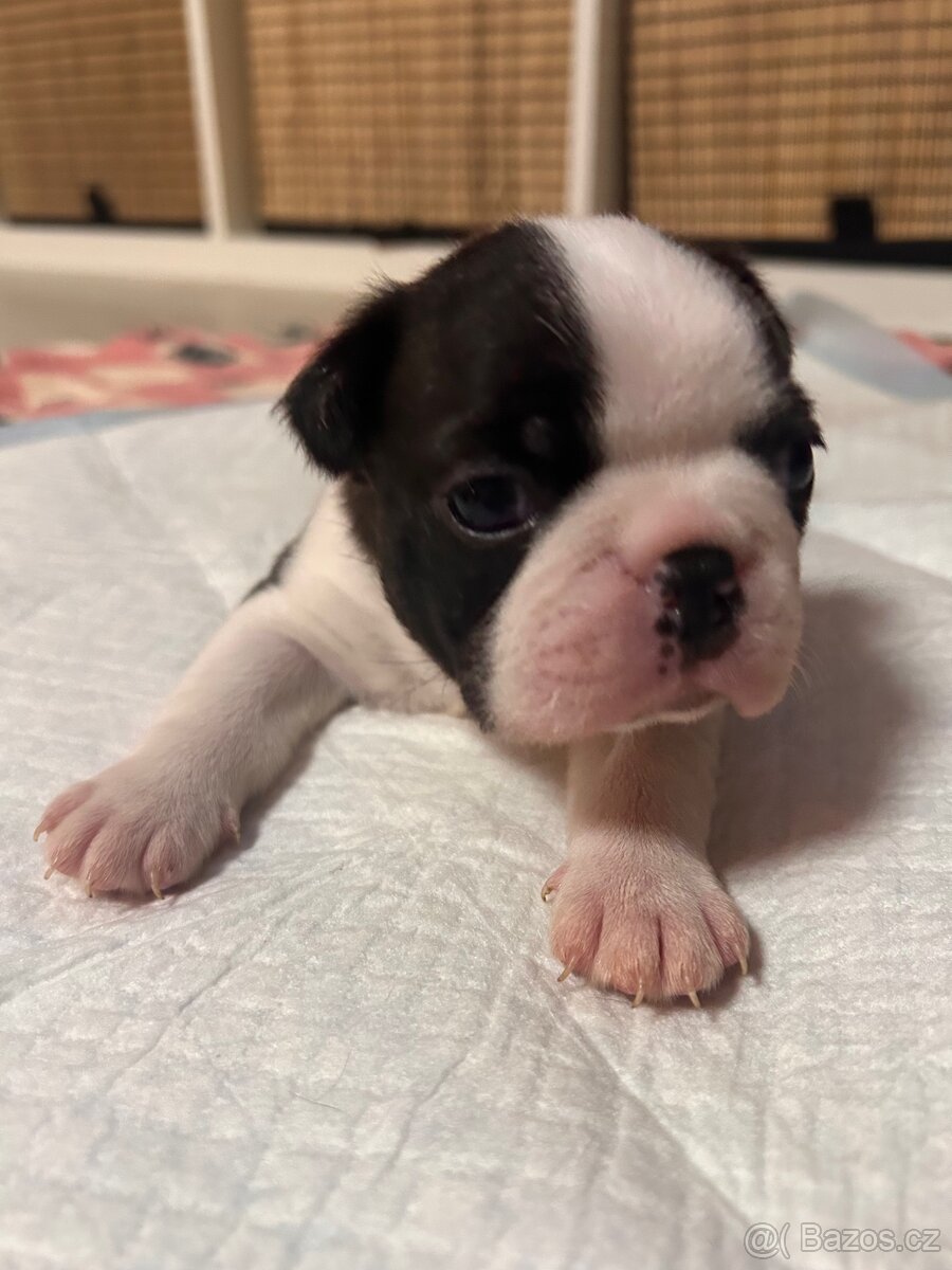 Bostonský teriér - 4