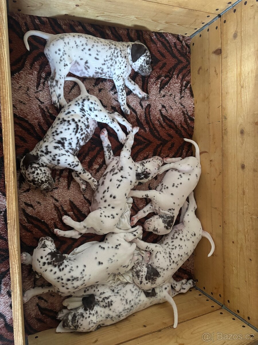 Štěně dalmatin - 4