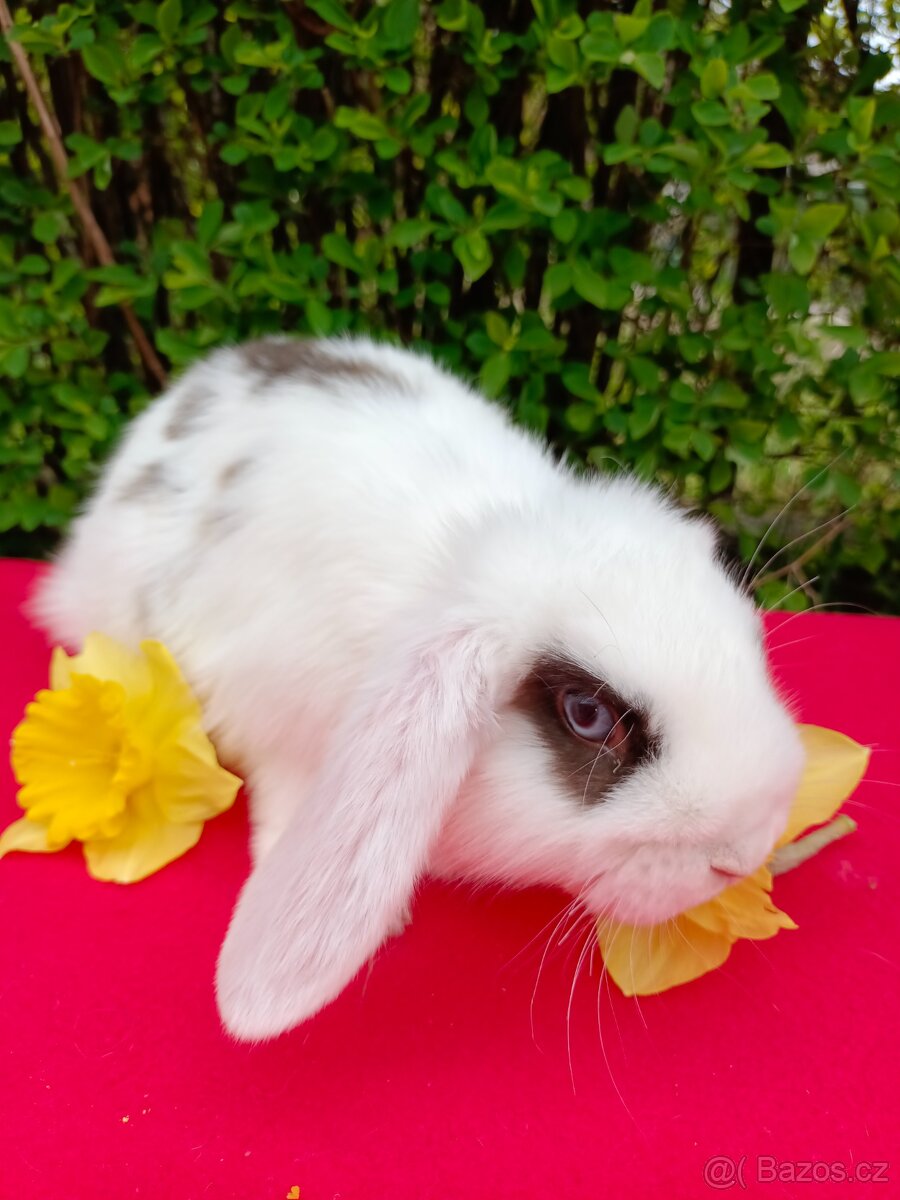 Zakrslý beránek - 4