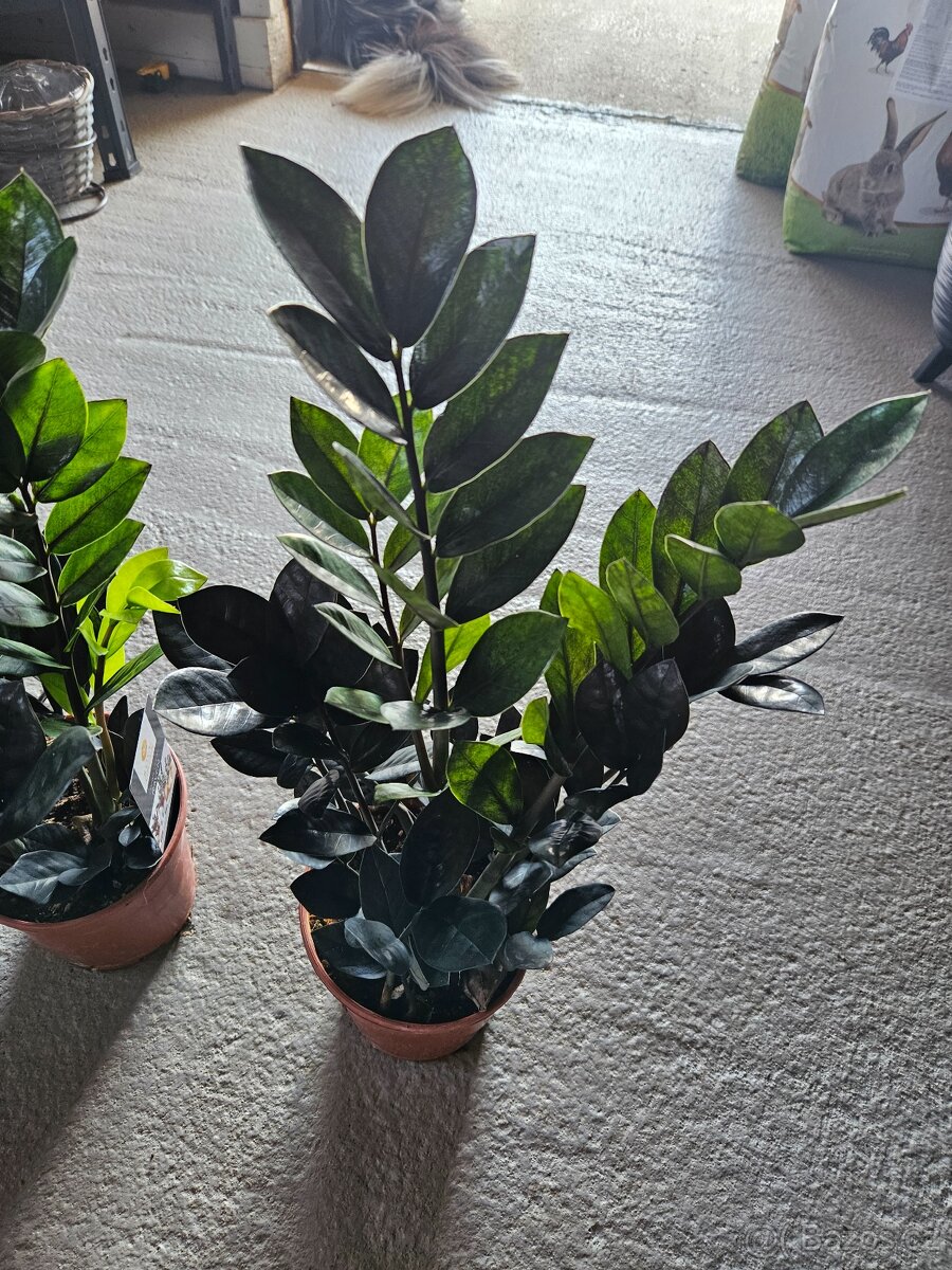 Zamioculcas Raven - 4