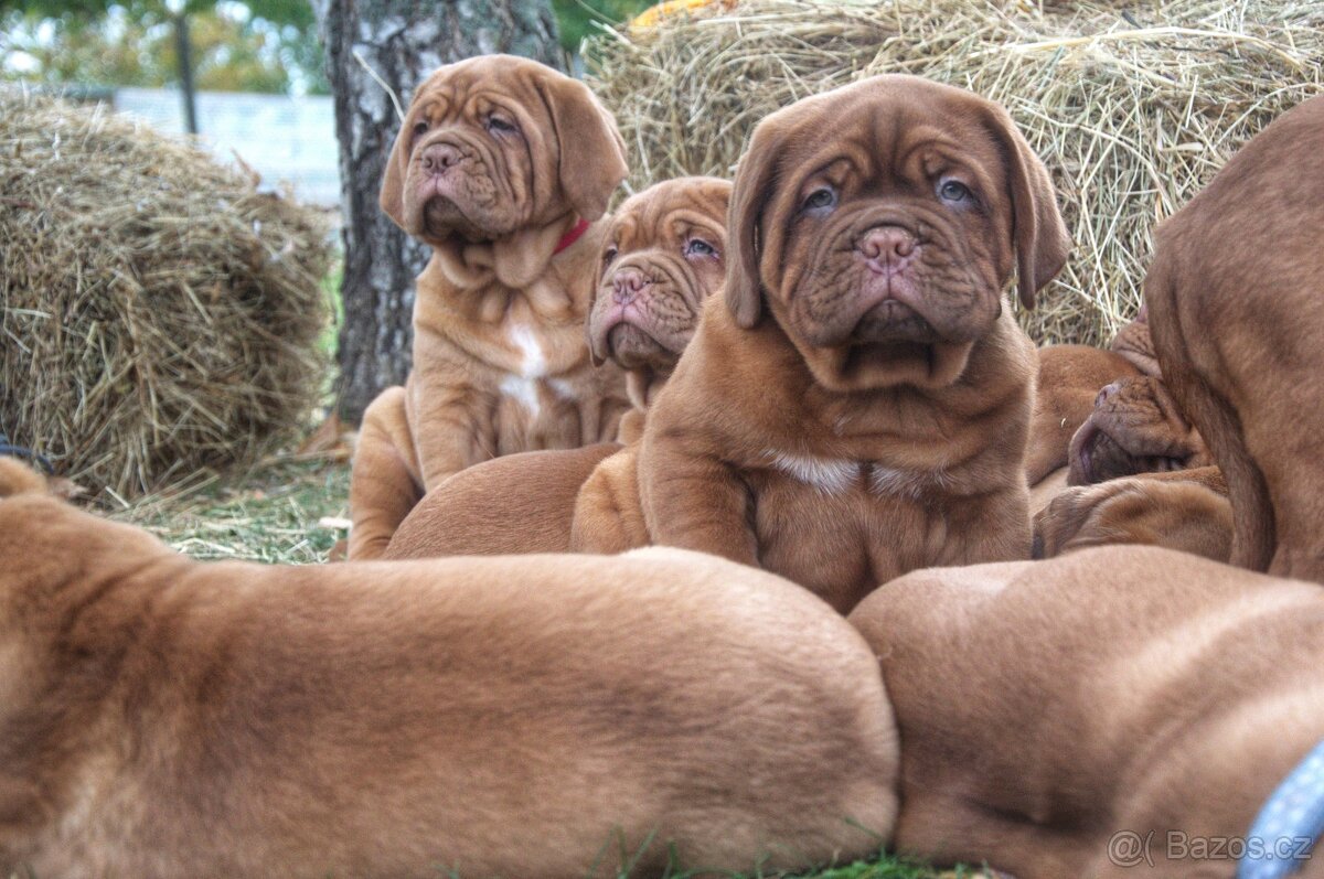 Bordeauxska doga, bordo doga, Dogue de Bordeaux - 4