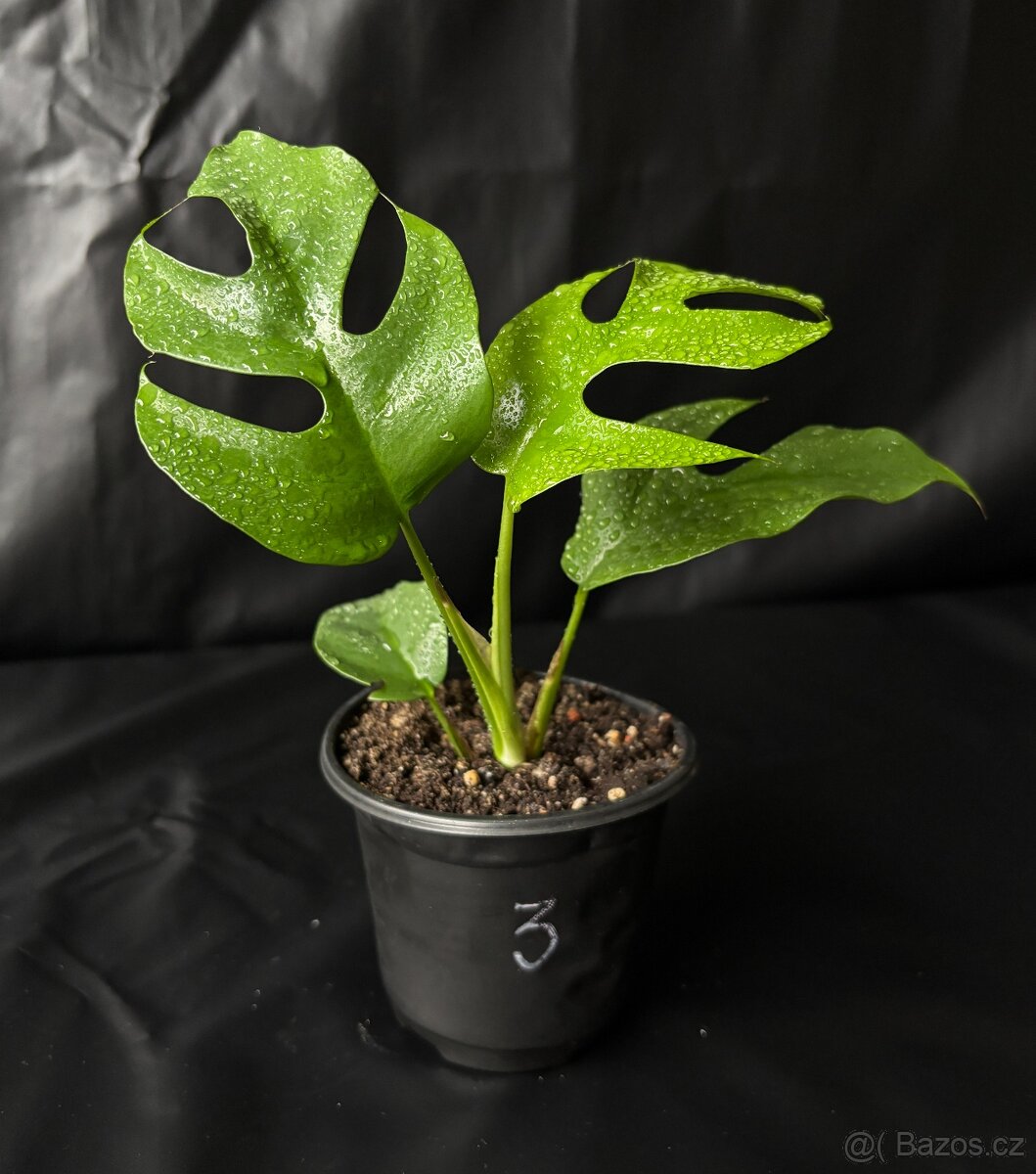 Monstera minima (Rhaphidophora tetrasperma) - 4