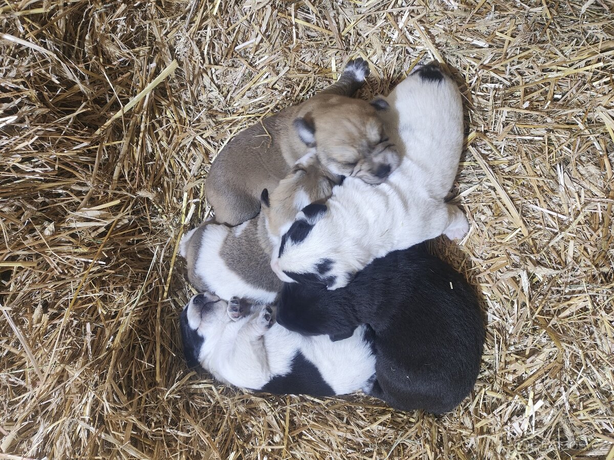 Středoasijský pastevecký pes - 4