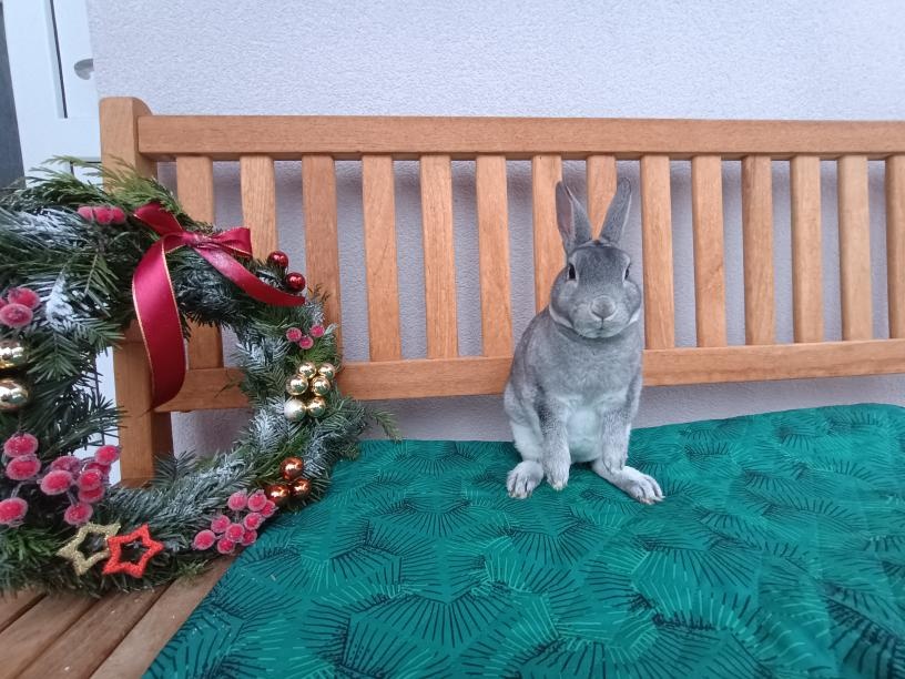 Zakrslý REX činčilový s PP - 4