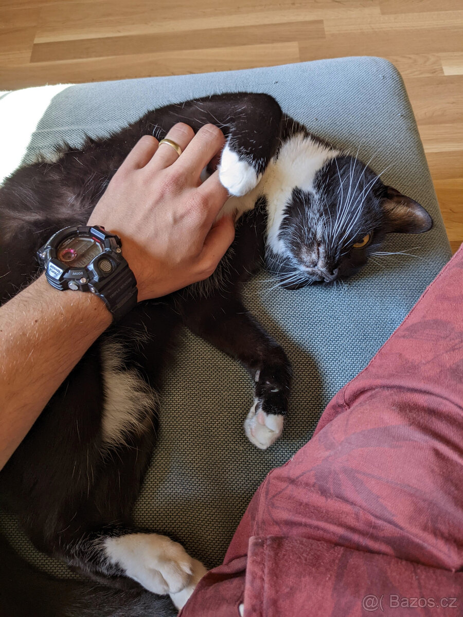 Kočka do dobrého domova - 4