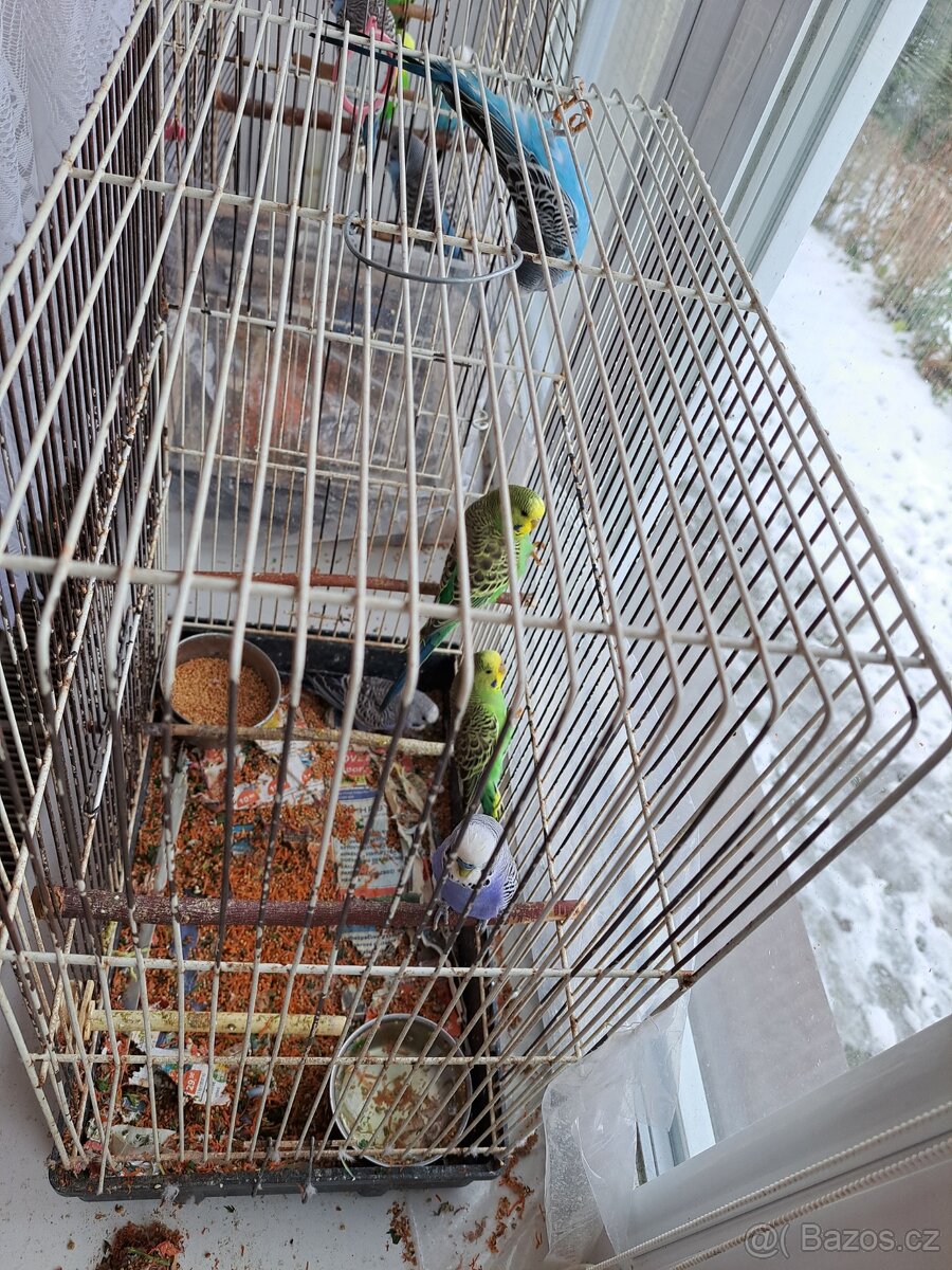 Andulka vlnkovaná - mláďátko - sameček - 4