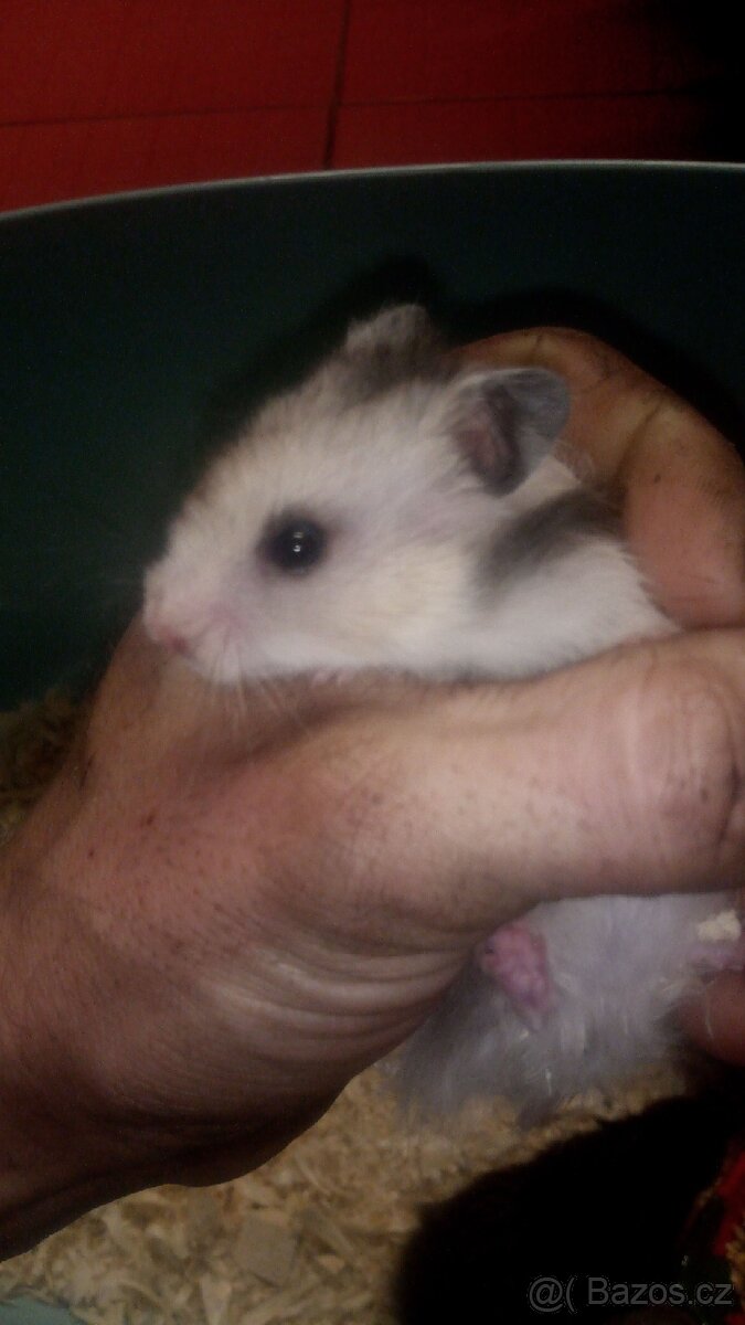 Křeček syrský/zimni - 4