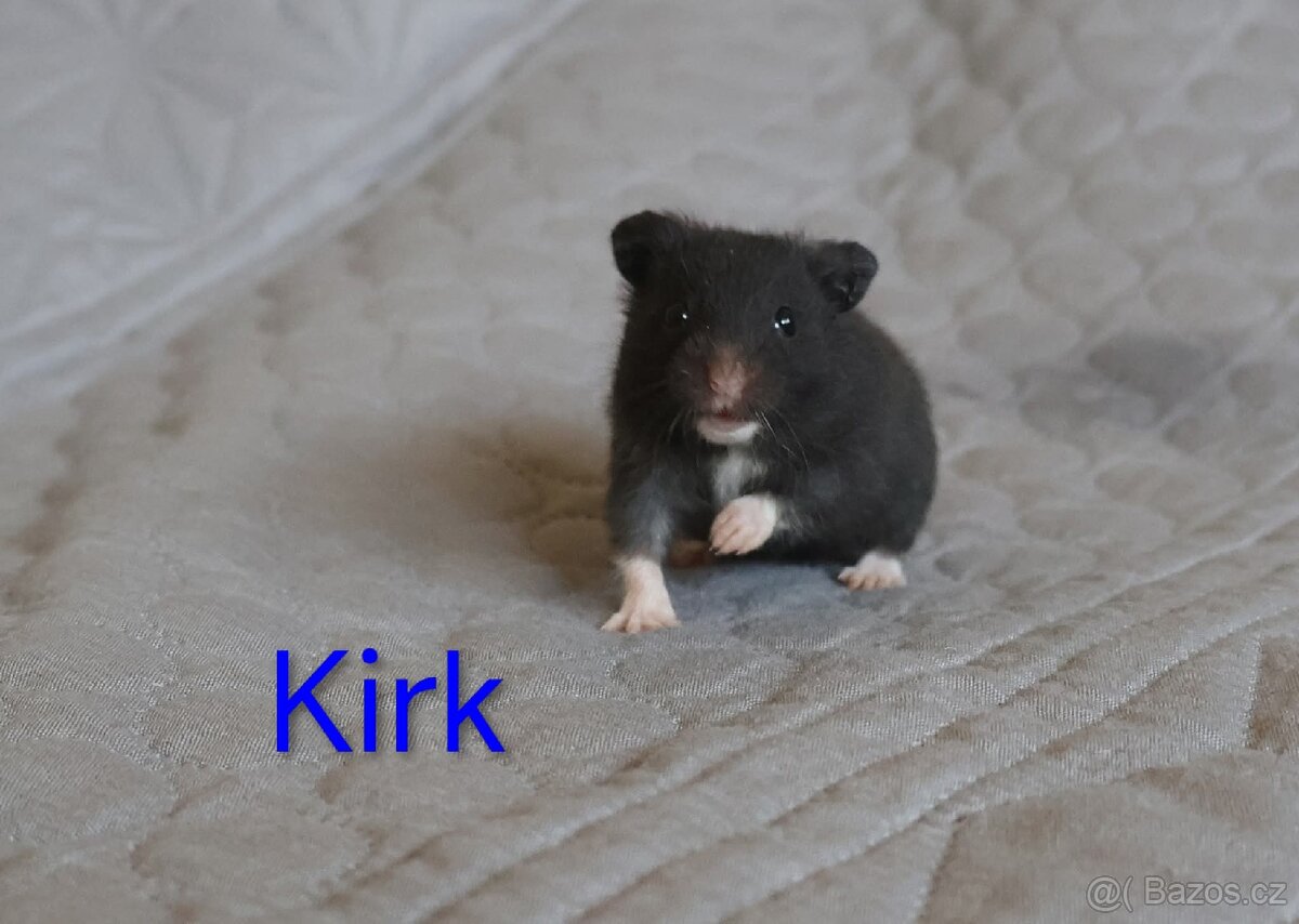 Křeček syrský s PP - vrh K - 4